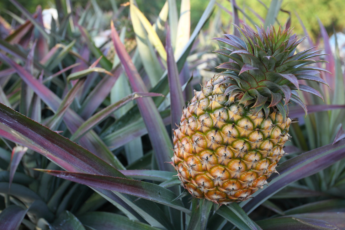 What Do You Know About Pineapple Tissue Culture?