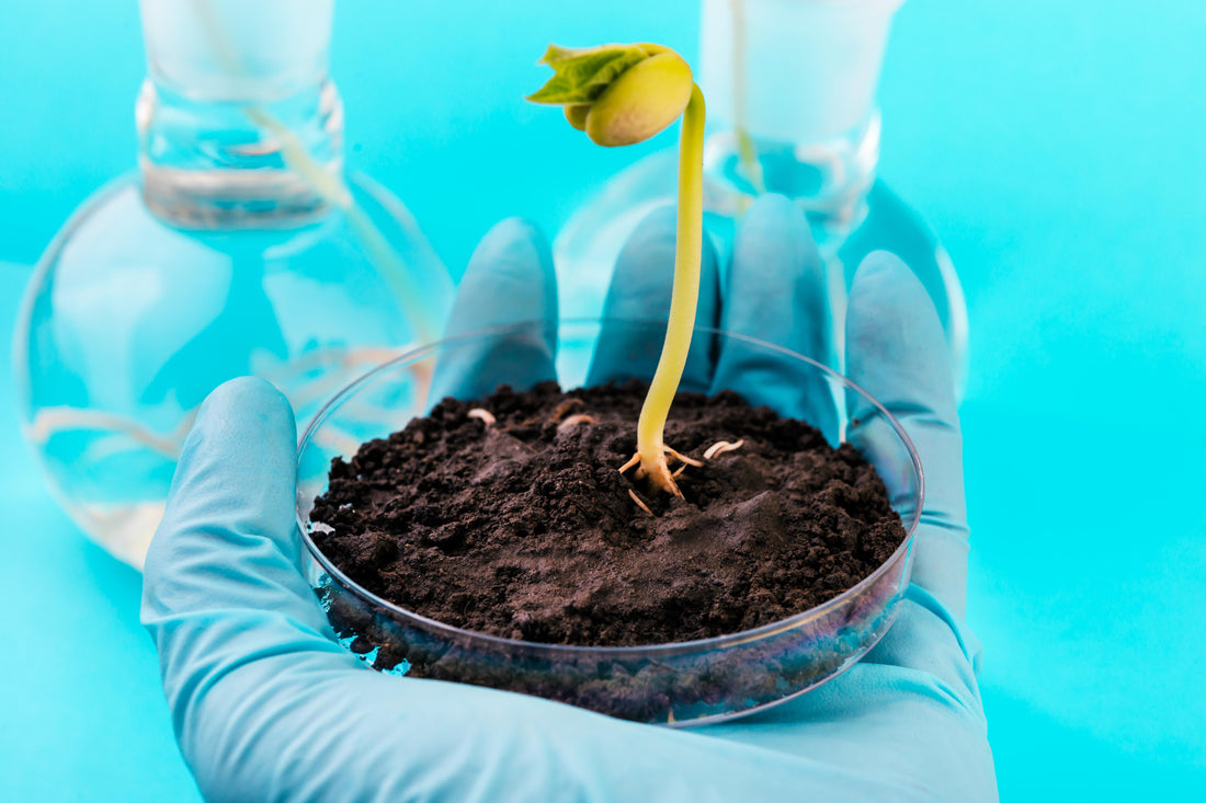 Plant Growth Hormones: Types and Functions (Part-2)