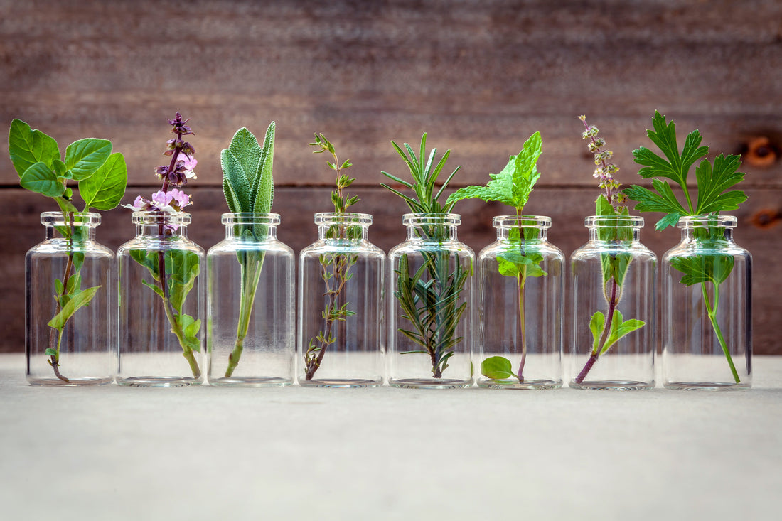Everything to Know About Culturing Medicinal Plants