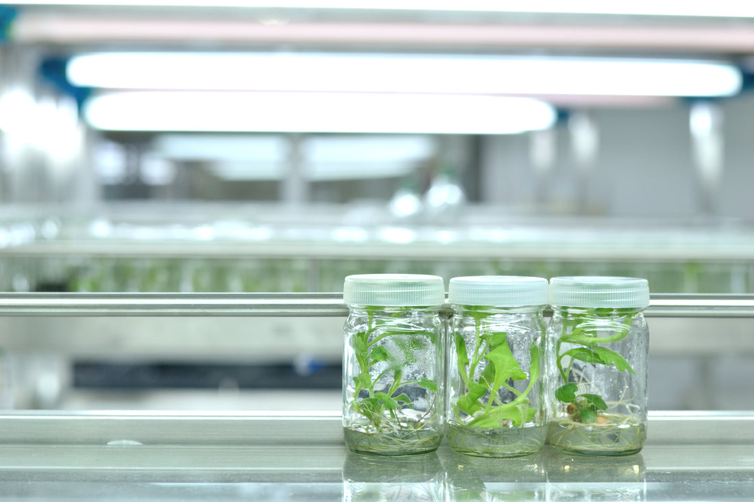 5 Plant Tissue Culture Products You Need to Get Started