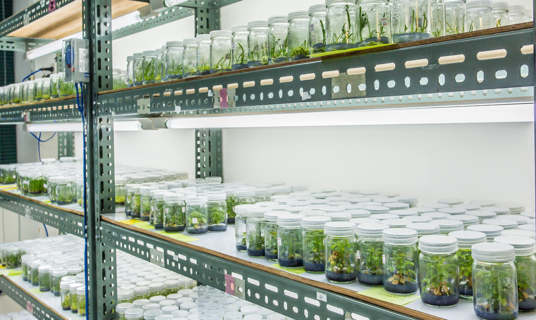 Tissue Culture Equipment: A Concise Guide
