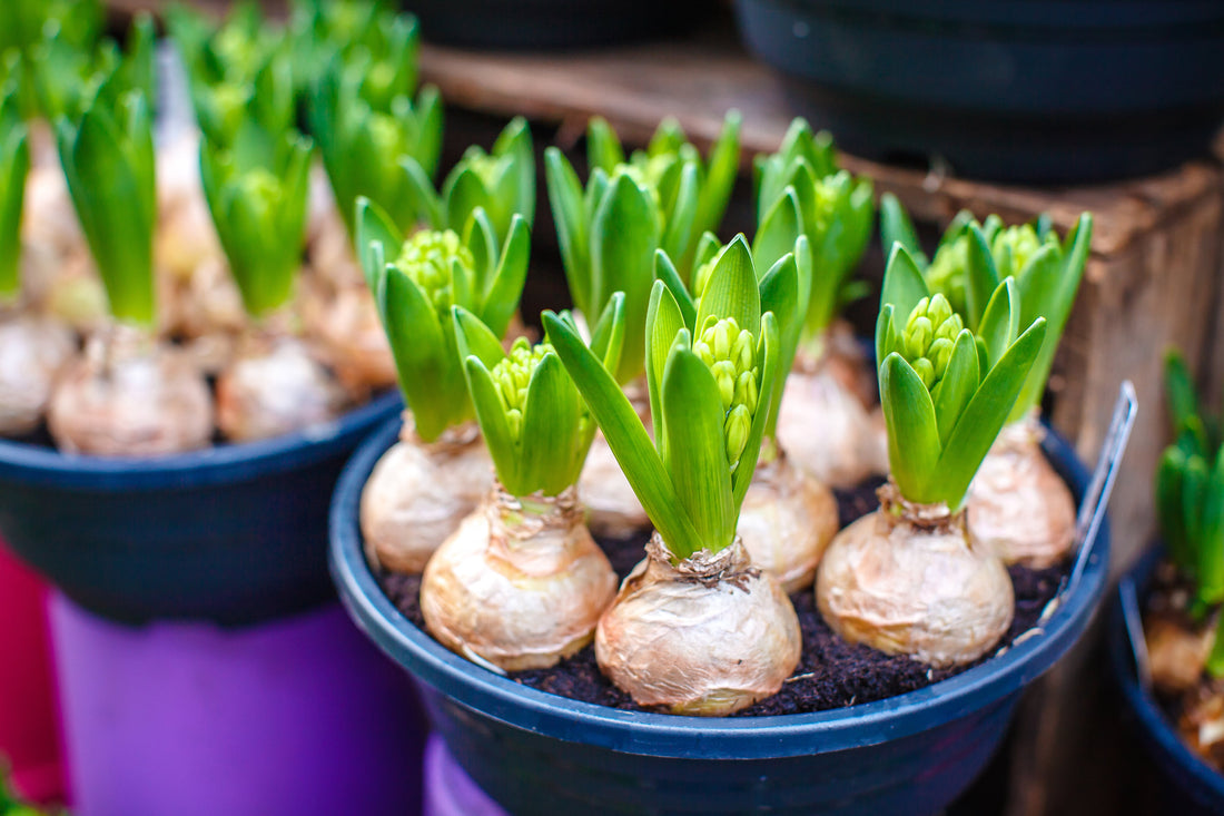 The 6 Steps of Propagation for Flower Bulbs