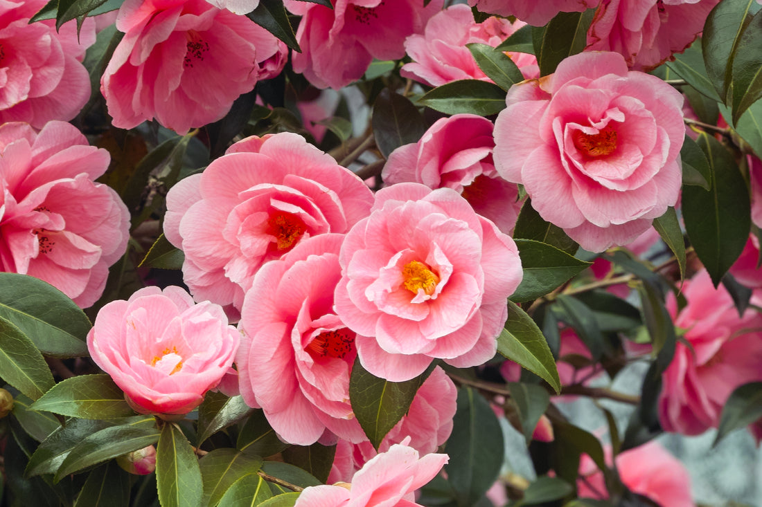 How to Tissue Culture Camellia?