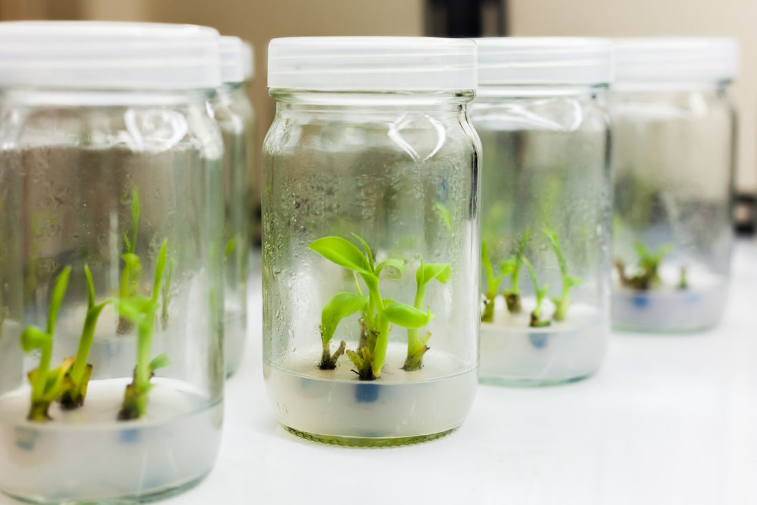 Plant Growth Regulator's Impact on Tissue Culture