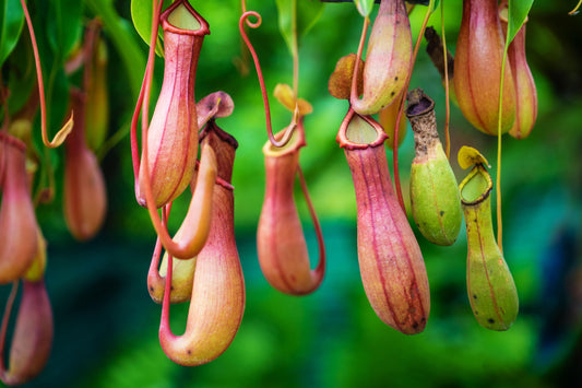 Sterilizing Carnivorous Plant Seeds Using PPM™