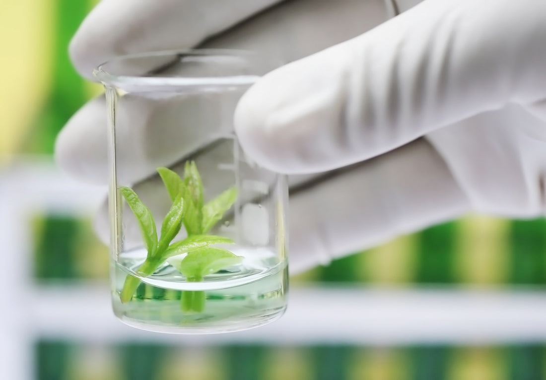 For Beginners: Commonly used words in tissue culture (Part-1)