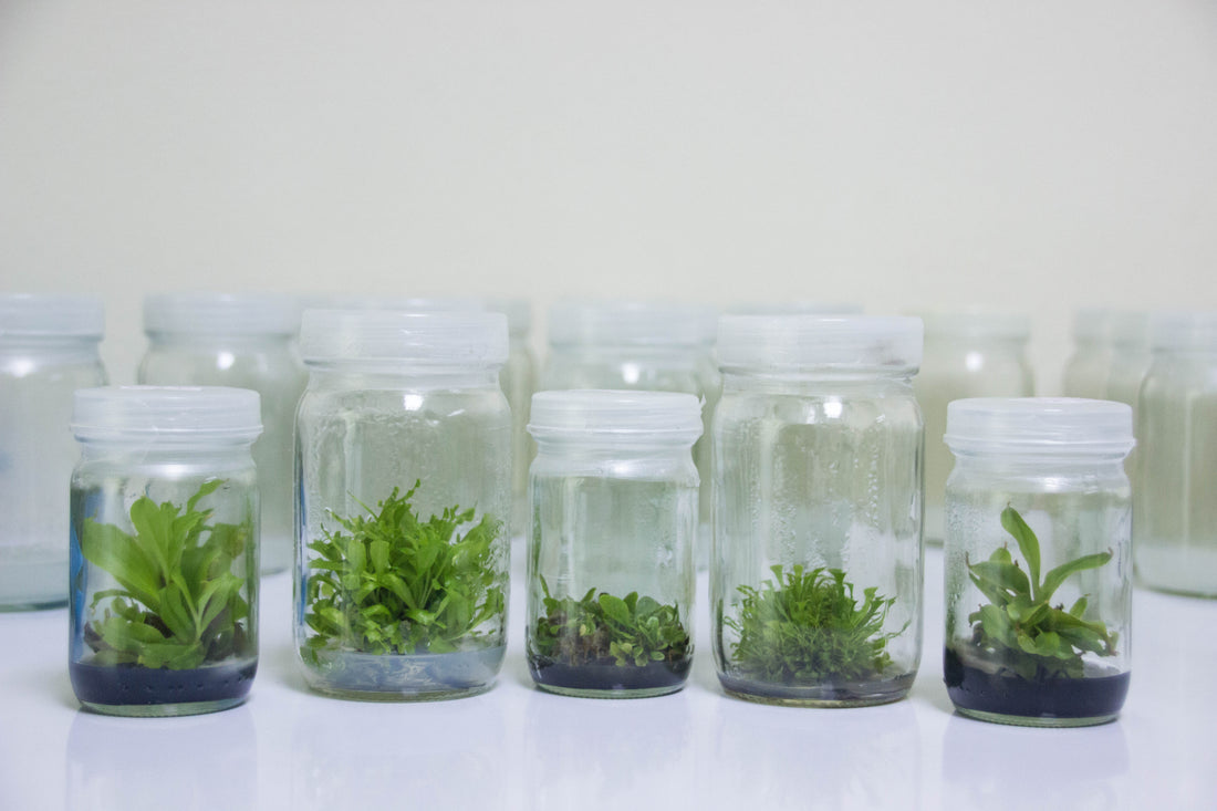How Effective PPM Is For Tissue Culture Processes?