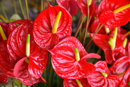 Tissue Culture of Anthurium