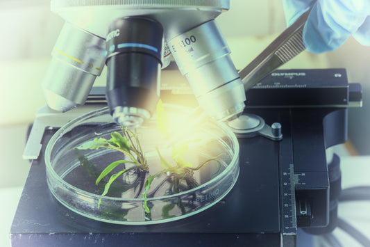 Cytodifferentiation and Tissue Culture