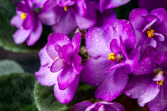 Organogenesis in Saintpaulia ionantha (African Violets)