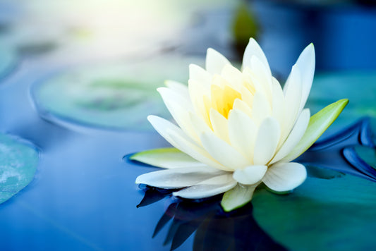 How to Culture Lotus flowers in Artificial Conditions