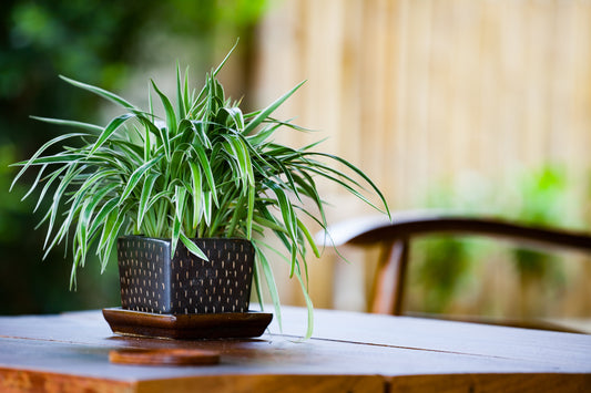 Cultivating Spider Plants: Conventional and Tissue Culture Technique