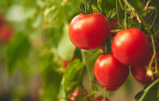 How to Tissue Culture Tomatoes?