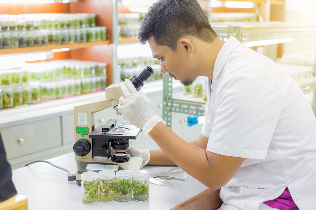 The Different Types of Plant Tissue Culture