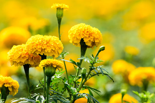 Propagation of Marigolds Using Tissue Culture