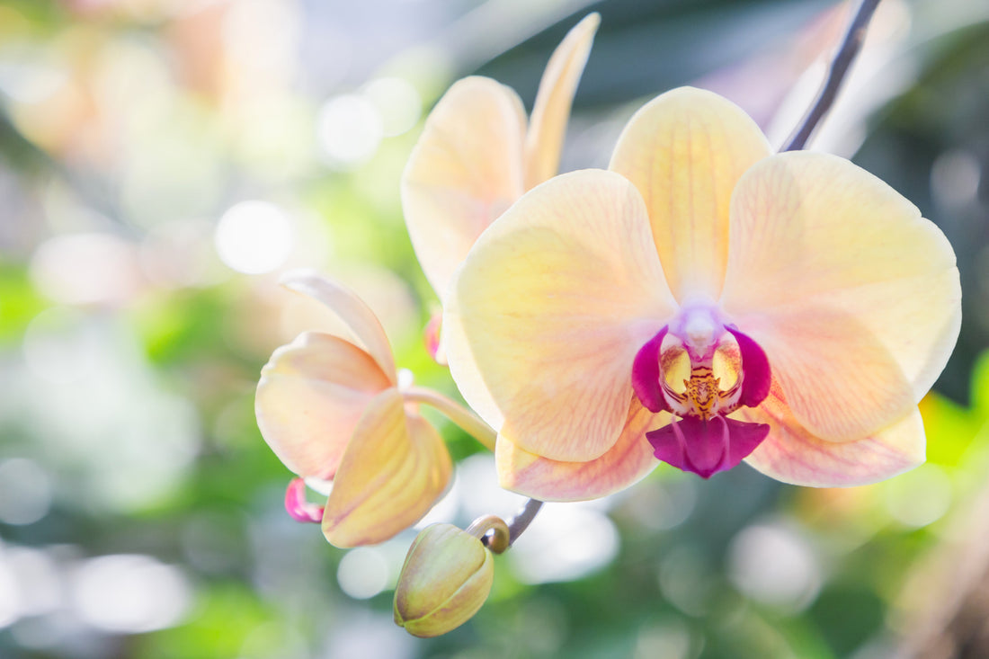 How to Propagate Orchids using Tissue Culture methods