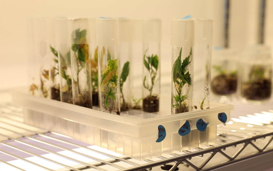 The Future of Cannabis Tissue Culture