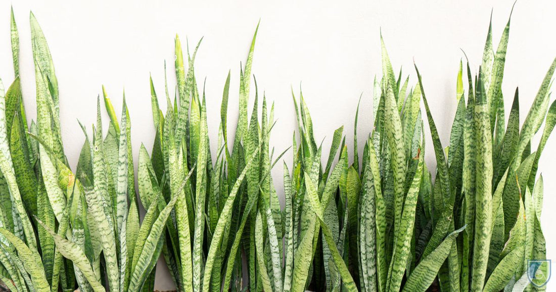 Introducing The Snake Plant To Tissue Culture