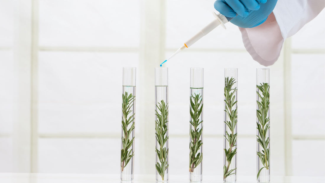 Somaclonal Variation in Tissue Culture: Definition and Causes