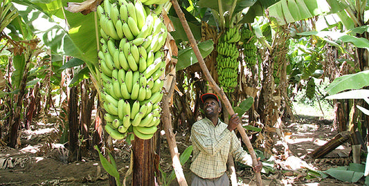 Tissue Culture's Use in the Agriculture of Developing Nations