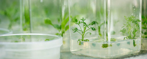 7 Tips to Help Prevent Contamination in Your Tissue Culture Lab