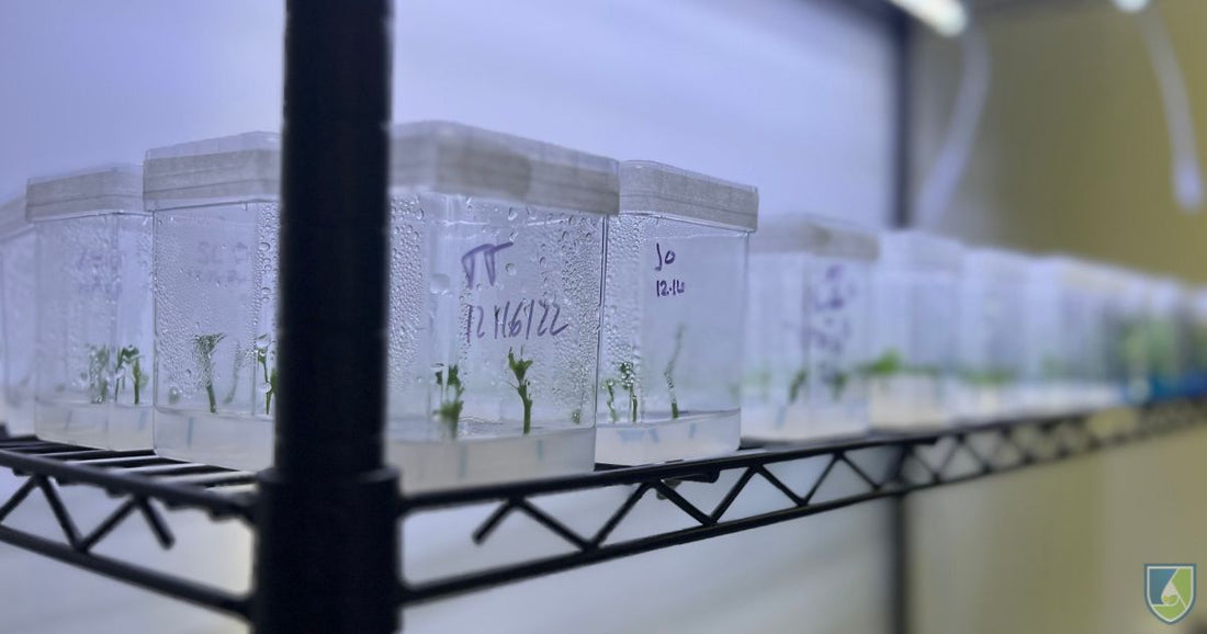 Tissue Culture: An Effective Way to Maximize Cannabis Yield