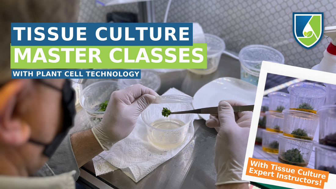 A Houseplant Tissue Culture Master Class To Kickstart Your Plant Business!