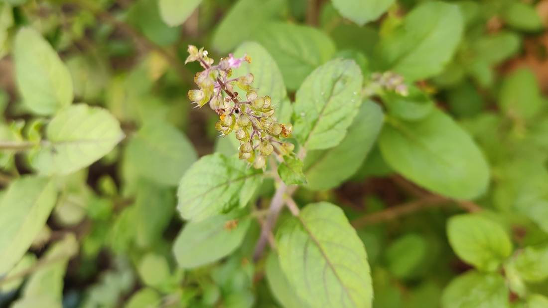 Tissue Culture of Holy Basil