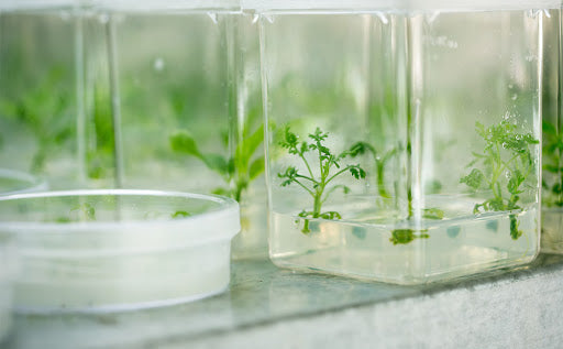 Tissue Culture Around the Globe