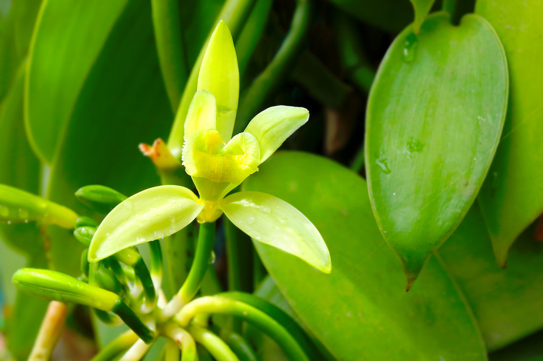 An Efficient Protocol For The Micropropagation of Vanilla