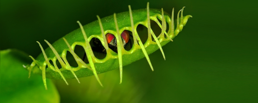 Growing Carnivorous Plants with Tissue Culture