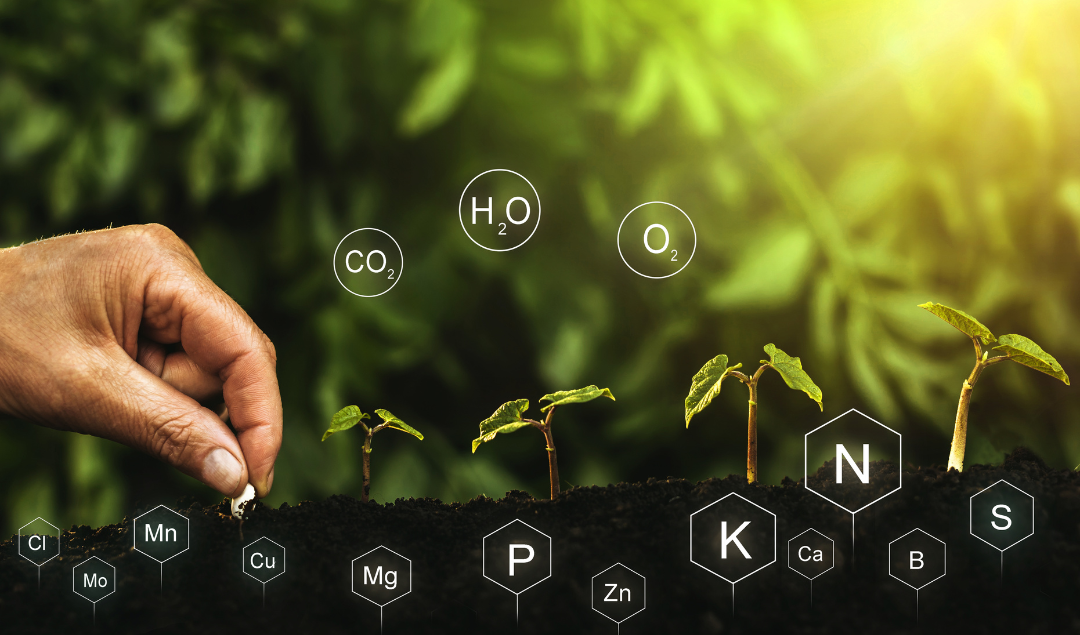 Plant nutrients and essential elements illustrated around growing seedlings.