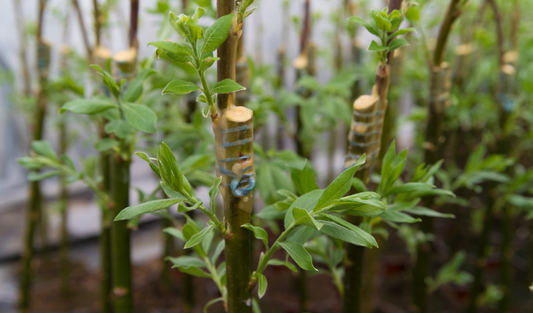 What is In Vitro Grafting?