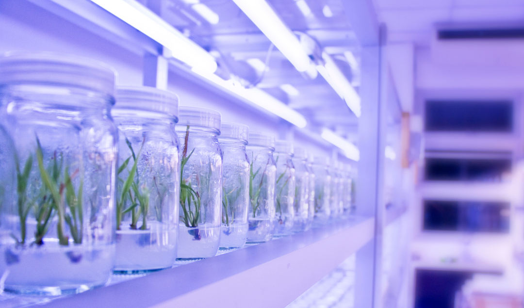 Why Is It Necessary For Plant Tissue Cultures To Be Sterile? - Plant ...