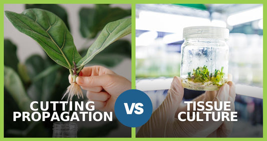 Why Is Tissue Culture Better Than Plant Cuttings?