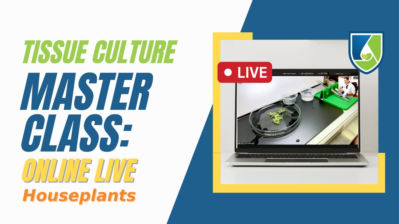 Master Classes Online: Elevate Your Skills from Home