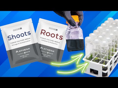 Roots™ Tissue Culture Media - Plant Cell Technology