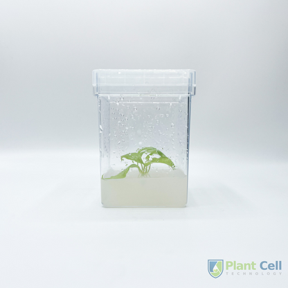 PCT square vessel displaying a plant specimen embedded in agar.